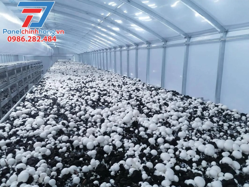 panel cách nhiệt cho nhà nấm