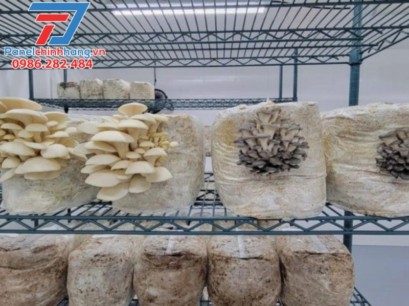 cách nhiệt nhà nấm